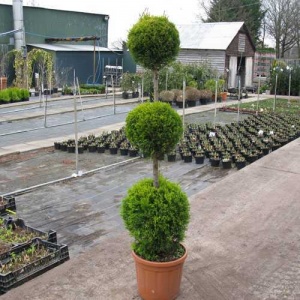 Cupressus Trio Ball
